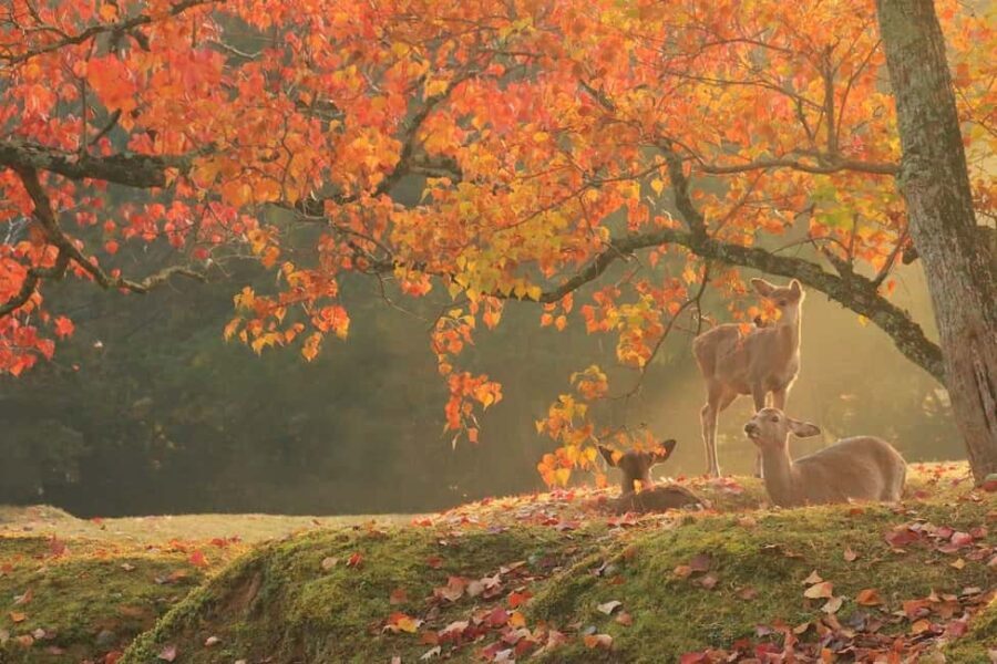 From Kyoto or Osaka: Kyoto Highlights & Nara Park Day Trip - Exploring the Itinerary: What You Can Expect