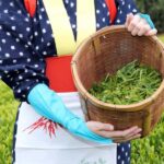 From Nagoya: Wagashi Workshop & Matcha Tea Field Tour - In-Depth Review of the Nagoya Wagashi & Matcha Tour