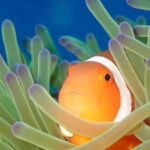 From Naha Scuba Diving Trip in Kerama(for certified divers) - The Itinerary: What You Can Expect