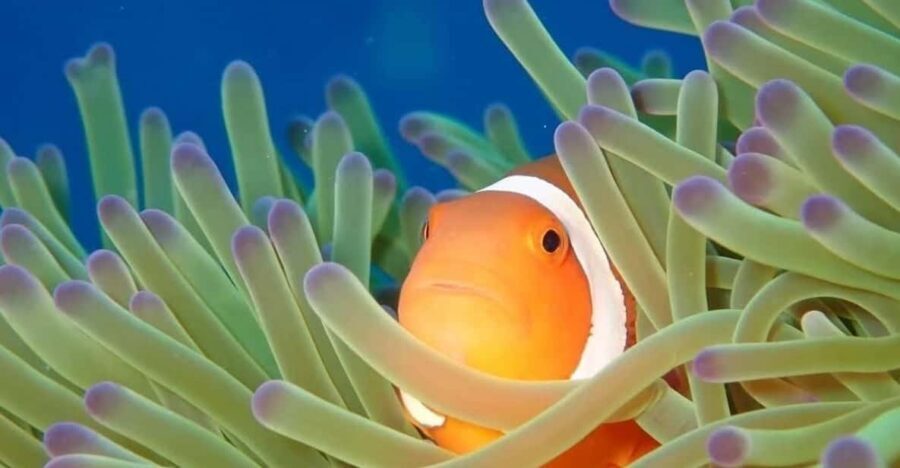 From Naha Scuba Diving Trip in Kerama(for certified divers) - The Itinerary: What You Can Expect