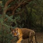From New Delhi: 2-Day Ranthambore Tiger Safari with tranfers - The Itinerary in Detail: What to Expect