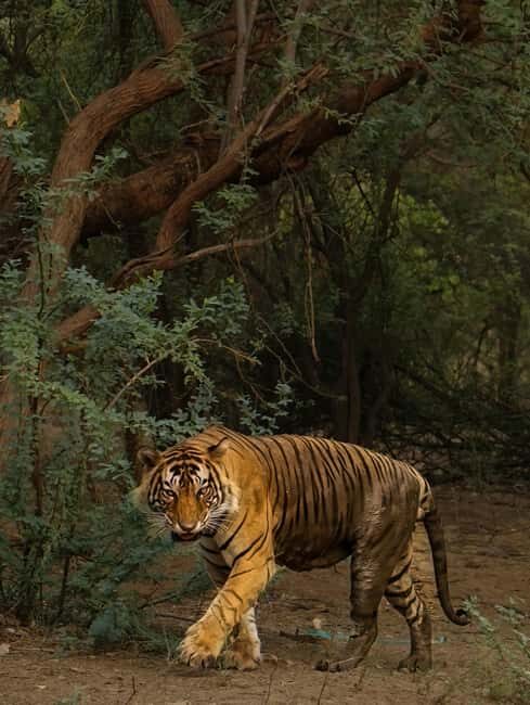 From New Delhi: 2-Day Ranthambore Tiger Safari with tranfers - The Itinerary in Detail: What to Expect