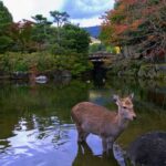 From Osaka: 10-hour Private Day Tour to Kyoto and Nara - Why This Tour Offers Great Value