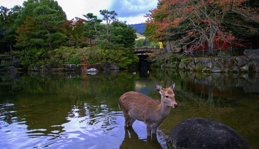 From Osaka: 10-hour Private Day Tour to Kyoto and Nara - Why This Tour Offers Great Value
