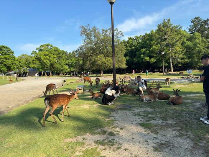 From Osaka/Kyoto: Nara One Day Private Tour - Details on Transportation & Cost