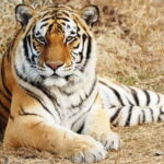 From: Ranthambore: Guided Tiger Safari in Canter - The Practical Side: What’s Included and What’s Not