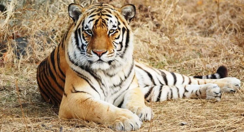 From: Ranthambore: Guided Tiger Safari in Canter - The Practical Side: What’s Included and What’s Not