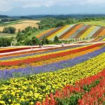From Sapporo: Furano and Biei Vibrant Fields Tour - Practical Details and What to Expect