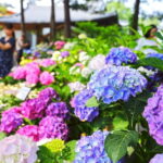 From Seoul: Begonia Bird Park, Rail Bike and Garden Tour - Value and Cost Analysis