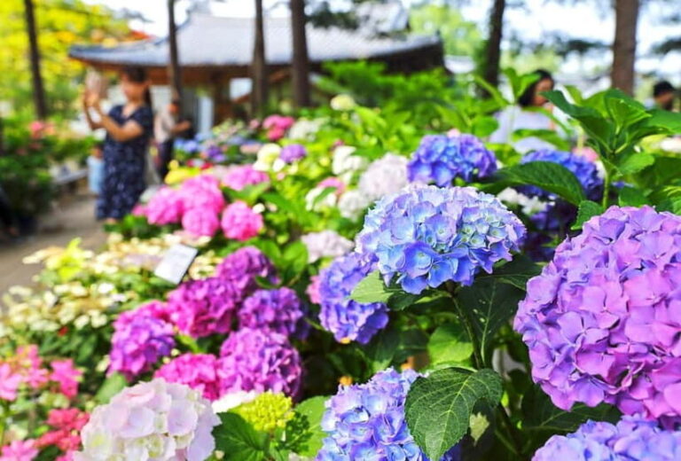 From Seoul: Begonia Bird Park, Rail Bike and Garden Tour - Value and Cost Analysis