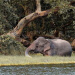 From Sigiriya: Private 4X4 Safari to Where the Elephants Are - Who Will Appreciate This Safari?