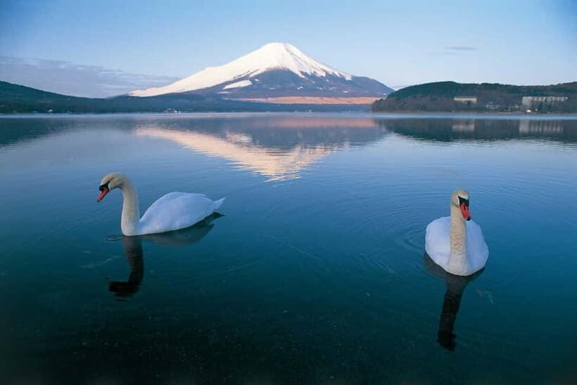 From Tokyo: Mt Fuji & Kawaguchi Lake private day trip - The True Value of This Private Day Trip