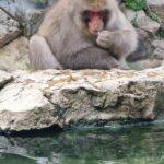 From Tokyo: Nagano Snow Monkey Park Tour With English Driver - Detailed Breakdown of the Itinerary