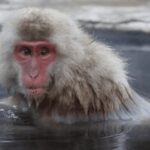 From Tokyo: Private Day Trip to Snow Monkey & Zenkoji - The True Value of This Tour