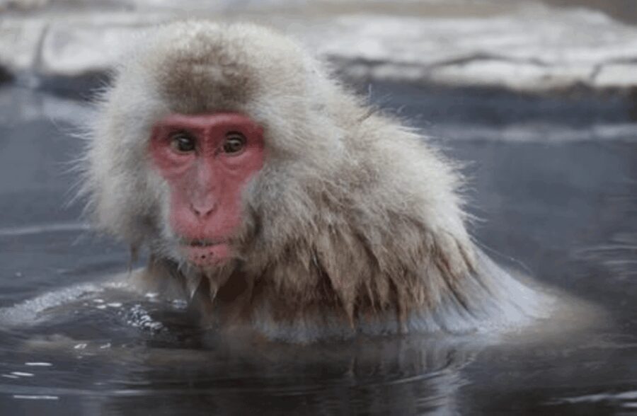 From Tokyo: Private Day Trip to Snow Monkey & Zenkoji - The True Value of This Tour