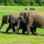 From Trincomalee: Minneriya National Park 4X4 Jeep Safari - The Wildlife and What You Might See