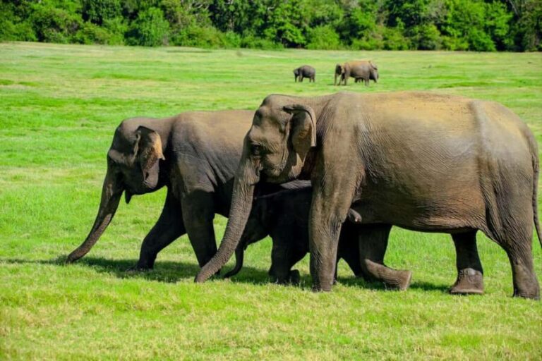 From Trincomalee: Minneriya National Park 4X4 Jeep Safari - The Wildlife and What You Might See