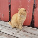 Fukuoka: Cat Island, Ainoshima Guided Tour with Ferry Ride - The Experience: A Closer Look