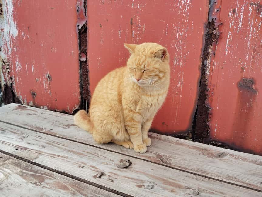 Fukuoka: Cat Island, Ainoshima Guided Tour with Ferry Ride - The Experience: A Closer Look