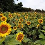 Full Day 12 hours whole Jeju Island private flexible tour - How the Itinerary Works