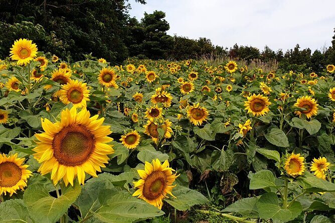 Full Day 12 hours whole Jeju Island private flexible tour - How the Itinerary Works