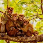 Full Day Safari Tour Yala - Frequently Asked Questions