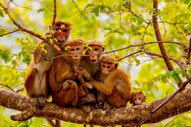 Full Day Safari Tour Yala - Frequently Asked Questions