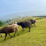 Full-day Tour in Yangmingshan & Beitou from Taipei - Authentic Insights from Reviewers