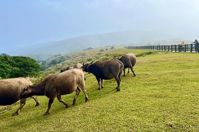 Full-day Tour in Yangmingshan & Beitou from Taipei - Authentic Insights from Reviewers