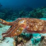 Fun Diving Safari Day Trip From Koh Lanta - Certified Divers - The Sum Up