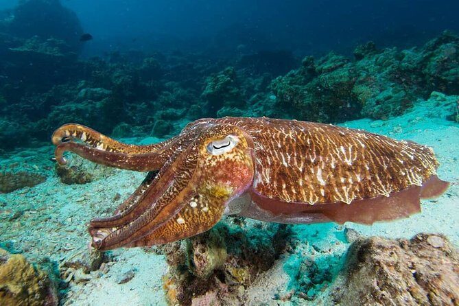 Fun Diving Safari Day Trip From Koh Lanta - Certified Divers - The Sum Up