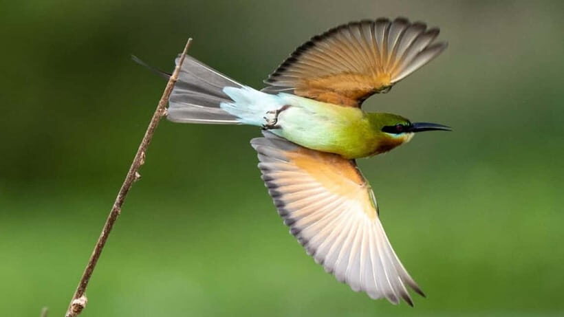 Galle to Udawalawe: Sinharaja Birdwatching Tour with Lunch - Authenticity and Value