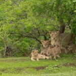Gir National Park: Kankai Temple Safari with Hotel Pickup - Detailed Review of the Gir National Park: Kankai Temple Safari
