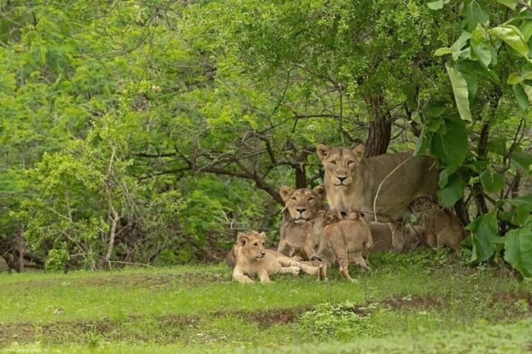 Gir National Park: Kankai Temple Safari with Hotel Pickup - Detailed Review of the Gir National Park: Kankai Temple Safari