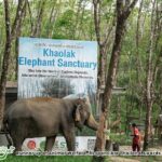 Guide Tour to Khaolak Elephant Sanctuary in Small Group - Who Will Love This Experience Most?
