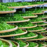 Guilin: City Tour with Elephant Hill & Ming Tea Tasting - What’s Included and What to Expect