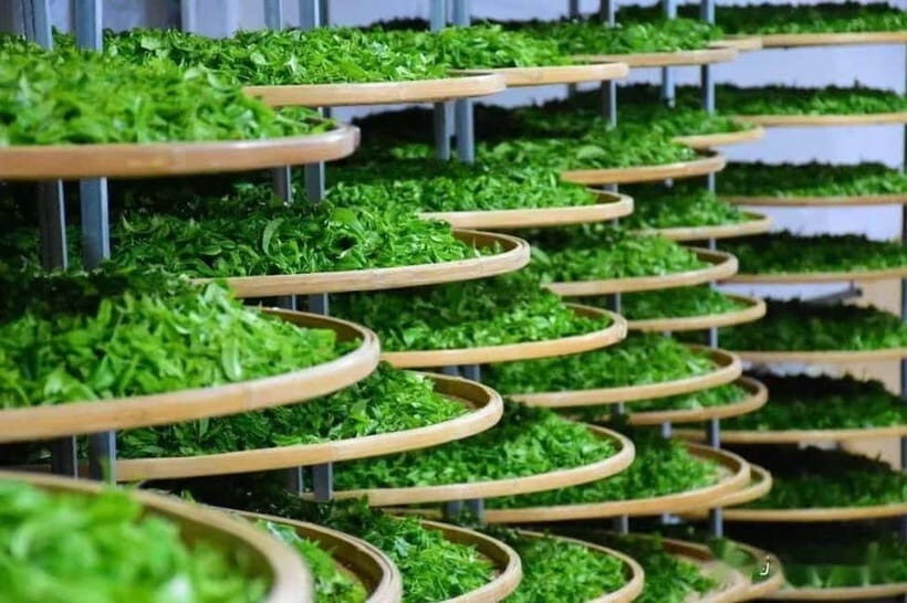 Guilin: City Tour with Elephant Hill & Ming Tea Tasting - What’s Included and What to Expect