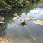 HAI VAN PASS JEEP TOUR - Top Gear Explore by JEEP - Practical Details & Tips