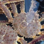 Hakodate:Private Full Day Guided Tour in Hakodate - What’s Included and What’s Not