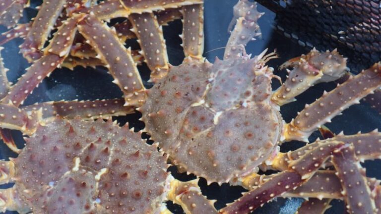 Hakodate:Private Full Day Guided Tour in Hakodate - What’s Included and What’s Not