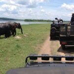 Half Day - Minneriya National Park Safari Tour From Habarana/Sigiriya - Final Thoughts