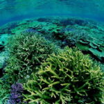 Half-Day Snorkeling Trip to Kerama & Marine Sports - FAQ