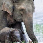 HalfDay Jeep Safari in Minneriya National Park - The Benefits of Guided Tours and the Value You Get