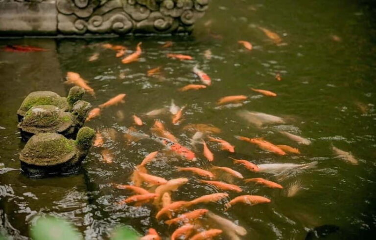 Hanoi: Viet Phu Thanh Chuong Guided Tour with Lunch & Pickup - Who Is This Tour Best Suited For?