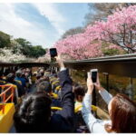 Have Fun in TOKYO Pass (1 Week Free Pass) - Exploring the Highlights of the Pass