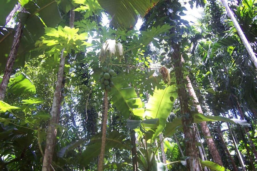 Heritage Goa, Ancient Churches and Spice Plantation Visit - What Makes This Tour Stand Out?