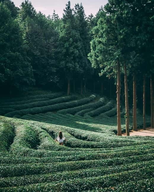 Heritage Tour: Tea Estates & Himalayan Culture of Palampur - Who Should Consider This Tour?