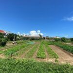 Hoi An: Rural Cycling Tour to Village with Basket Boat Ride - Who Will Love This Tour?