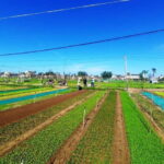 Hoi An: Trà Qu Village Cafe Tour with Local Guided - Why This Tour Offers Great Value