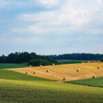 Hokkaido Asahiyama Zoo& Biei Blue pond Tour with Local Guide - Transportation and Group Size